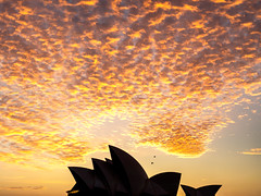 This morning at the Opera House