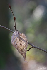 Yvré l'Evêque : Arche de la Nature