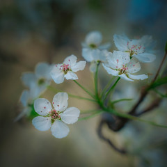 Cherry Blossoms