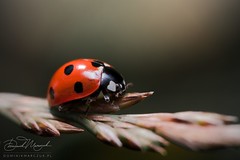 Speckled Explorer