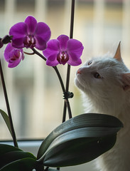 Orchid and cat