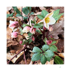 Hellebore.