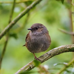 Dunnock on one leg