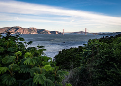 Lands End, San Francisco 11/29/24