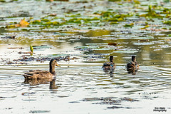 Mallard and Wood Ducks #1 - 2020-08-22