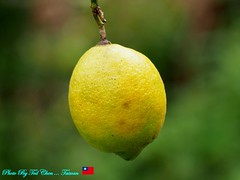 DB120040 Citrus limon 檸檬 芸香科 Rutaceae