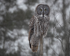 Great Grey Owl on post with snow