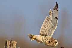 Short-eared owl on the hunt before sunset.