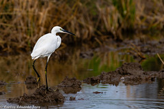 Little Egret (Egretta garzetta)