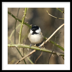 Woodland Coal Tit @ Warnham Sussex