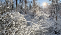 Suburban Snow Scene 152