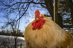 Mr. T, king of the coop