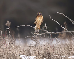 Norther Harrier