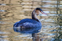 Great crested grebe 