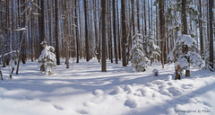 Larch forest in winter, Sakhalin Russia