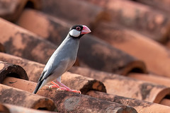 Java Sparrow (Padda oryzivora)