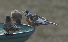 I'm not a Ruddy Turnstone!