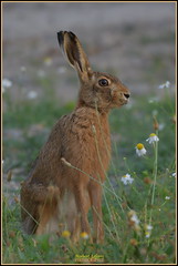 # Explore ... 5 ... # Lièvre d'Europe ( Lepus europaeus )