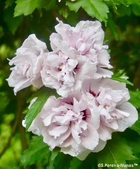 Hibiscus Syriacus, Hibisco-da-síria, UBV Campus, Greater Vancouver, BC, Western Canada