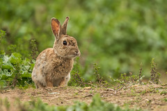 Lapin de garenne sauvage , Hérault France