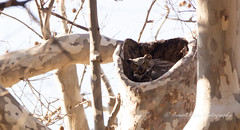 Great Horned Owl - Female