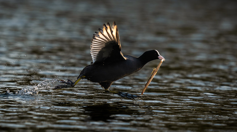 Schneller Sprint &copy; 153496924@N03 Flickr
