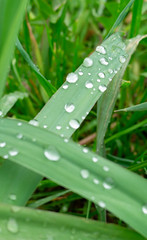 drops on the grass
