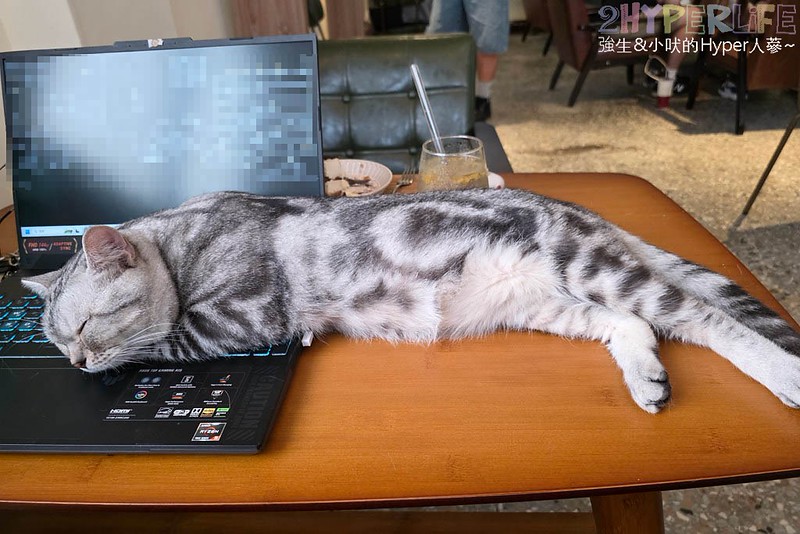 Low Tide Café & Bar│白天是老宅風咖啡廳,晚上變身為酒吧!還有二隻可愛店貓作伴唷~ @強生與小吠的Hyper人蔘~