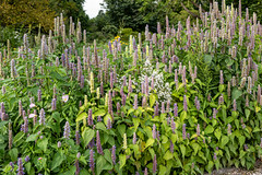 Hannover: Herrenhäuser Gärten, Beet mit viel Duftnesseln im Präriegarten des Berggartens - Herrenhausen Gardens,  Bed with much anise hyssop in the Prairie Garden of the Hill Garden