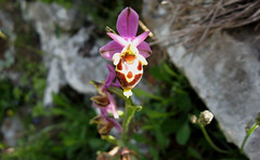 Orchid, Crete, Greece
