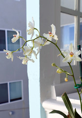 retuning orchid plants (Oncidium nobile species orchid) to the porch after new paint job  of our building  11-25