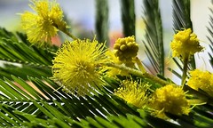 Le temps du mimosa