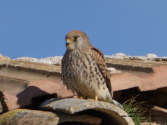 P1150100