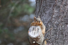 Backyard Fox and Red Squirrels (Ypsilanti, Michigan) - February 2026 - 59/2026  262/P365Year18  6471/P365all-time – (February 28, 2026)