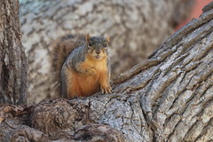 Fox Squirrels in Ann Arbor at the University of Michigan on April 7th, 2026 - 97/2026  300/P365Year18  6509/P365all-time – (April 7, 2026)