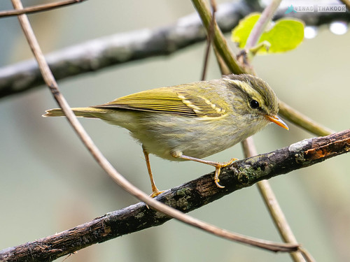 Blyth Blyth's Leaf Warbler • <a style="font-size:0.8em;" href="http://www.flickr.com/photos/59465790@N04/55292553746/" target="_blank">View on Flickr</a>