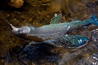 Alaska Fishing and Touring