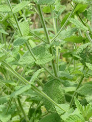 Anglų lietuvių žodynas. Žodis mentha suaveolens reiškia <li>mentha suaveolens</li> lietuviškai.