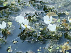 Anglų lietuvių žodynas. Žodis elodea densa reiškia <li>elodea densa</li> lietuviškai.