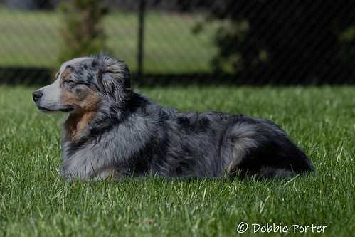 Milo sunshine