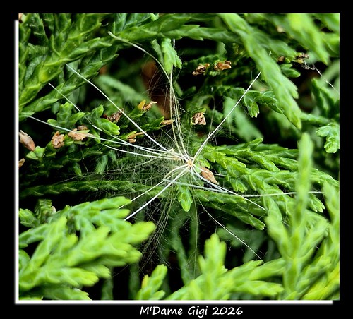(Interlude) Non ce n'est pas une araign?e ! ...