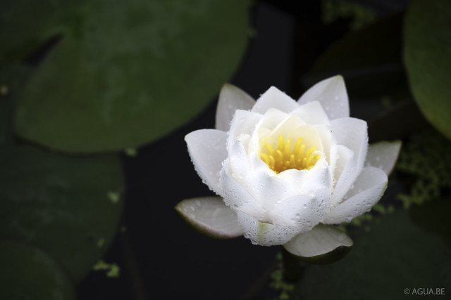 Siam Jasmine