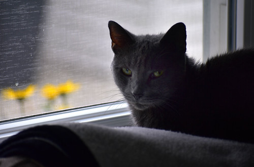 Cat's Bird Seat