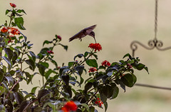 HummingBird Extravaganza 2