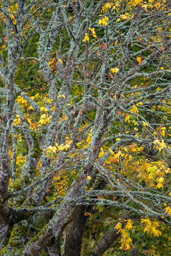 Autum over here