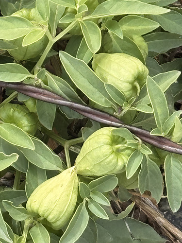 Ground-cherry