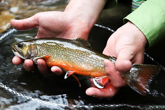 Brook trout in Pendleton County, W.Va.