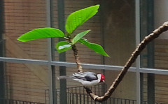 Red-cowled cardinal, Paroaria dominicana, Rödhuvad kardinaltangara