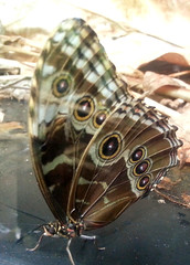 Narrow-banded Owl-butterfly, Opsiphanes tamarindi, Ugglefjäril