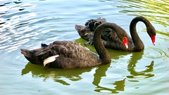 A pair of Black Swans